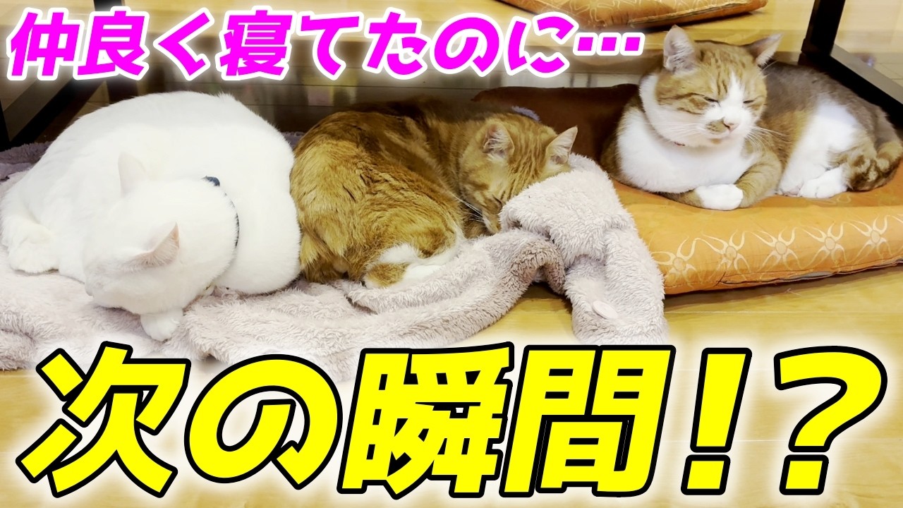仲良く寝ていた三兄弟猫達に突然のハプニング…まさかの結末に！？【クラとトコといきる】