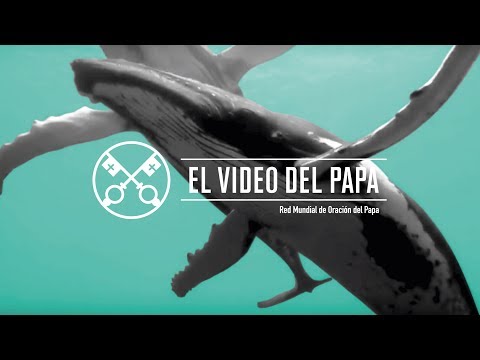 #ElVideoDelPapa La protección de los océanos