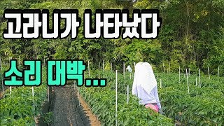 노지고추밭 고라니소리..대화해봤습니다