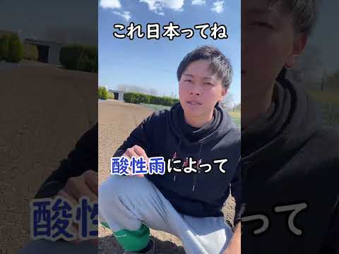 雨が降る前に植物を安定させるために杭を設置する