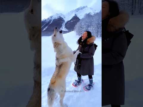 Why Are Wolves Not Kept In Zoo ???? || #shorts