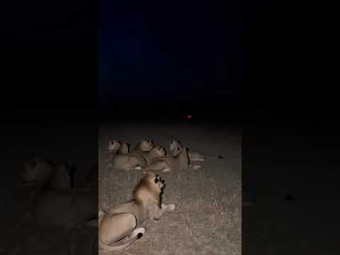 어둠 속 번쩍이는 빛에 사자들이 난리났다! 🤣🐗🦁 Midnight Chaos: Lions vs a Fake Police Light!