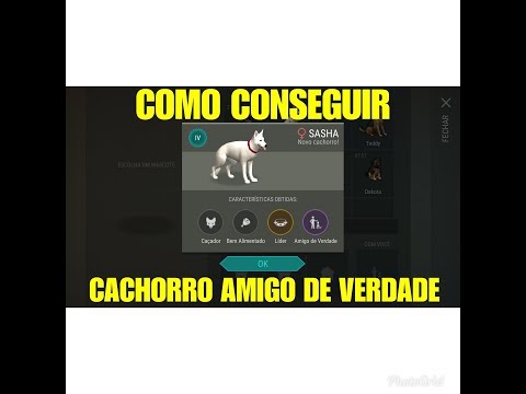 COMO CONSEGUIR SEU CACHORRO AMIGO DE VERDADE
