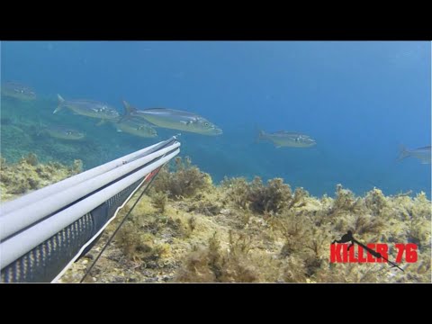 Pescasub Sardegna (Pesci del 28 Settembre)