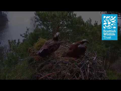 Loch of the Lowes 2020: NC0 brings a giant ball of moss to the nest