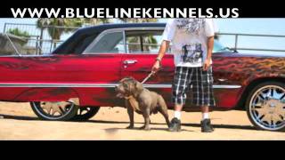 EL ORIGINAL  EL ORIGINAL DE LA SIERRA