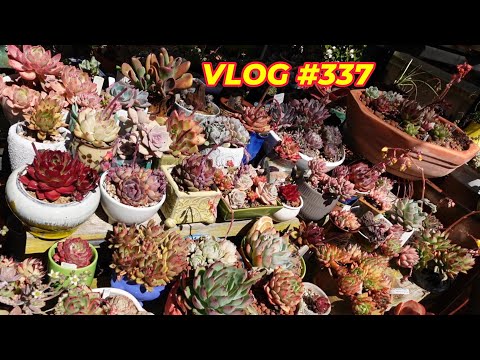 KEEP SUCCULENT FLOWER AND HYBRIDS  | VLOG #337- Growing Succulents with LizK