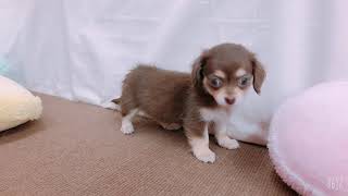 ハーフ犬の動画01