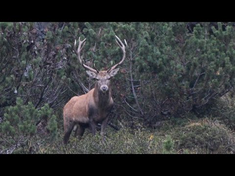 HIRSCHBRUNFT 2022 am Achensee