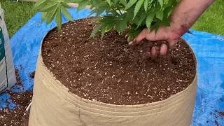 Transplanting cannabis into super soil - living soil - indoor update
