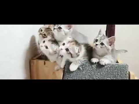 # So Cute #😻😻😽😽😸😸