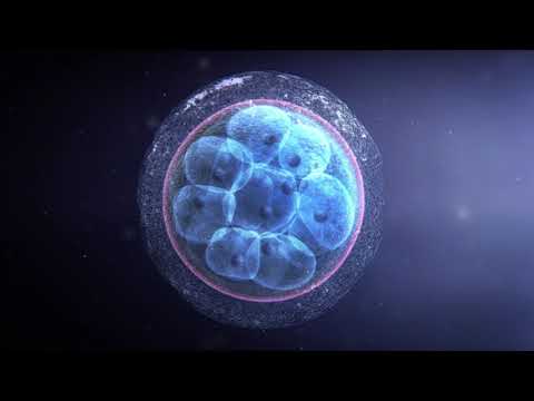 , title : '3D видео за оплождането и развитието на ембриона'