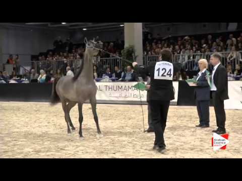 N 124 M M  ESPERADO   Verona 2015   Yearling Colts Class 2A
