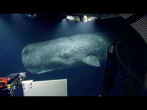 Champions of the Deep