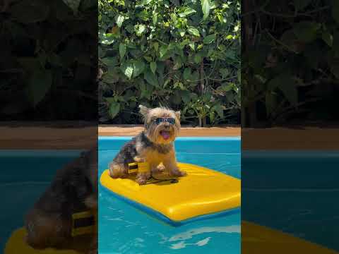 Casa PETFriendly em Piracaia/SP