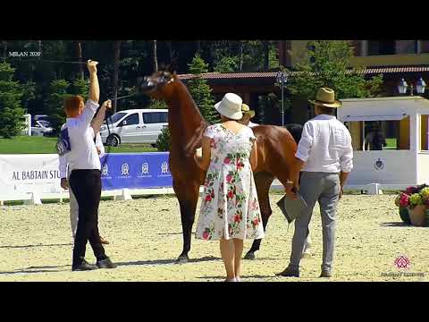 N.39 PARSENA - Milan 2020 Arabian Horse Show - Mares 4 to 6 Years Old (Class 7)