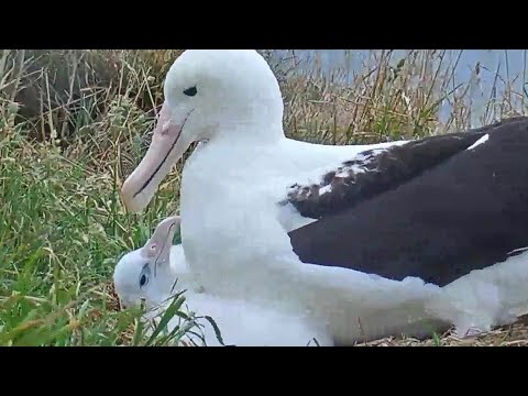 Royal Albatross~Mom, you are pretty heavy 😁~5:40 pm 2023/02/21