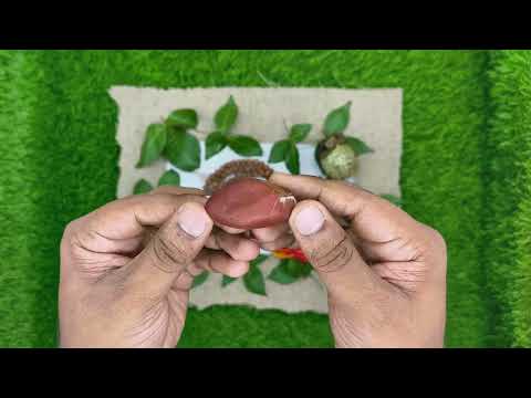 Mahadev Shiva Shila for Happiness and Prosperity video