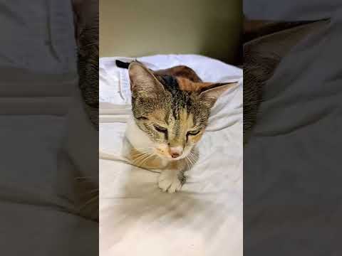 #animal lovers Sujatha Carestraypaws #save the street cat 🐈😺#YouTube channel