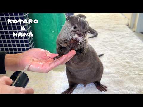 youtube-動物記事1970/01/01 09:00:00