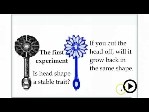 Hammerling & Acetabularia