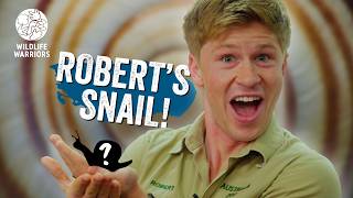 Robert Irwin's Banded Snail is Here!