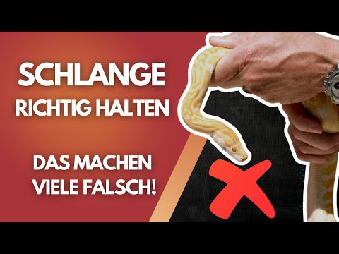 🐍 Snake handling made easy – THIS is what you need to know! ⚠️ Avoid beginner mistakes!