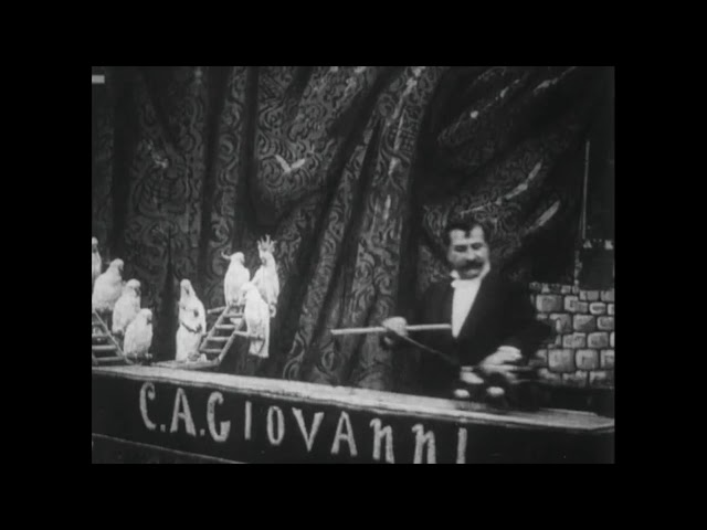 Perroquets savants (1904) Giovanni and His Trained Parrots