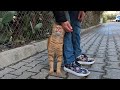 Orange Tabby Cat Is So Affectionate And Cute