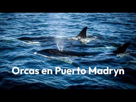 Orcas en Puerto Madryn