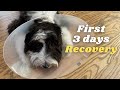 Puppy Neutered | First 3 Days Recovery
