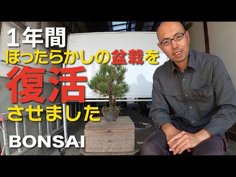 黄色くなったThujaの生垣：復活させることはできるでしょうか？どのような治療法を節約すればよいでしょうか？  庭園