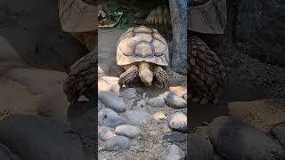 Download lagu Kura kura keluar goa #sholawat mp3 Download lagu Kura kura keluar goa #sholawat mp3