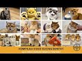 A Compilation Of The Funniest Videos Of Small Cats That You Must Watch