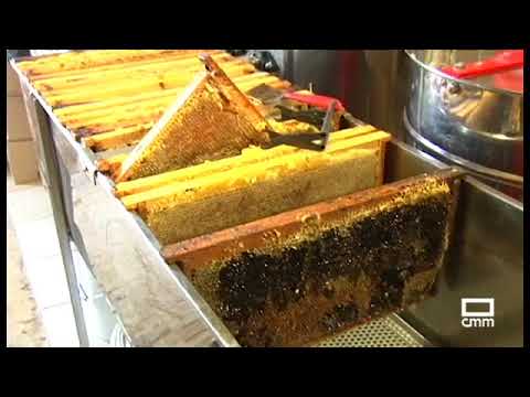 Fotograma del vídeo: Apicultores y abejas, guardianes de los Ecosistemas