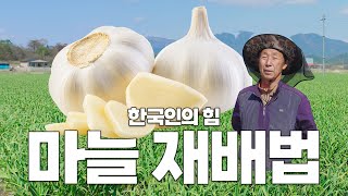 한국인의 힘! 튼실한 마늘 재배 방법 (마늘 재배 노하우를 댓글로 공유해주세요)