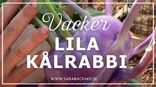 Vacker lila kålrabbi