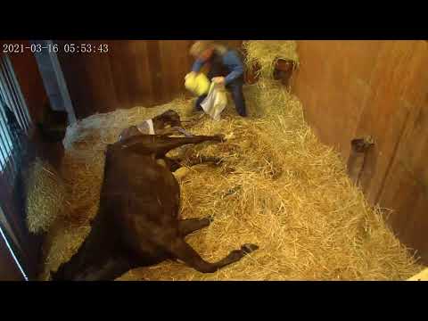 Von und Zu Stutfohlen