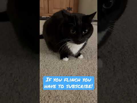 Try not to flinch!😱💀#shorts #viral #cat #funny #cute #mitzi #trending #fyp
