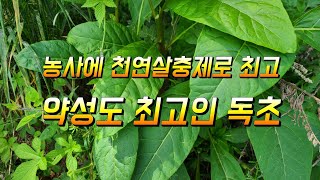 자리공 이걸보고 그냥 지나치면 손해 천연살충제가 되며 신장염 인후염 악성종양 등에 사용해 보세요