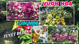 Chiêm Ngưỡng Vườn Hoa Lan Mini Tuyệt Đẹp | Xuân Dương Vlogs