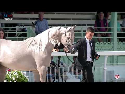 N.30 WULKAN EA - 2020 Vichy - Championnat de France du Cheval Arabe - 2 Years Old Colts (Class 5)