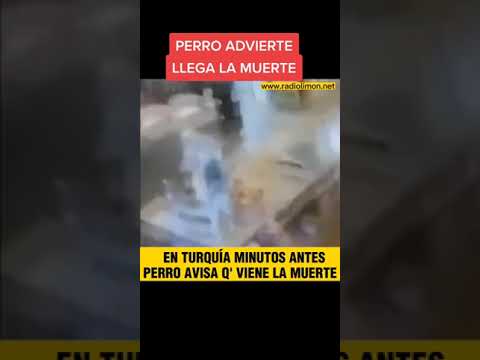 Perro advierte que viene un desastre  #viral #shortvideo #perros #dog