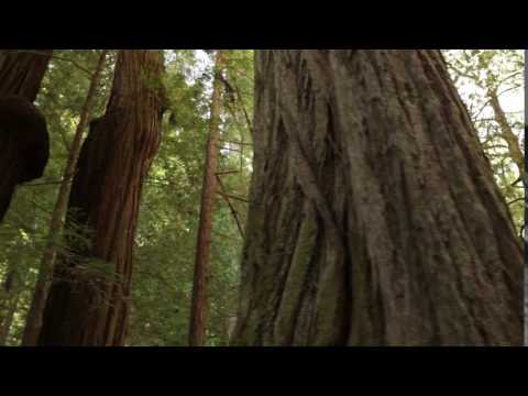 Tall pine trees and sun