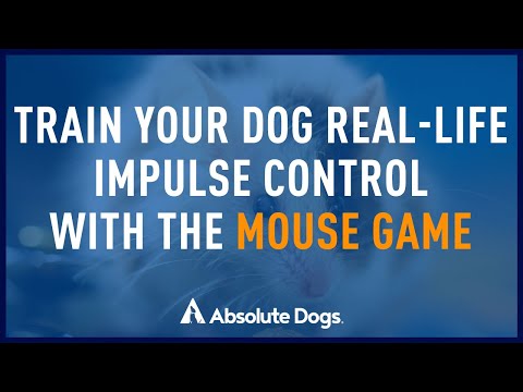 Impulse Control: Mouse Game