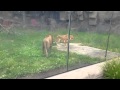 Detroit Zoo Lions