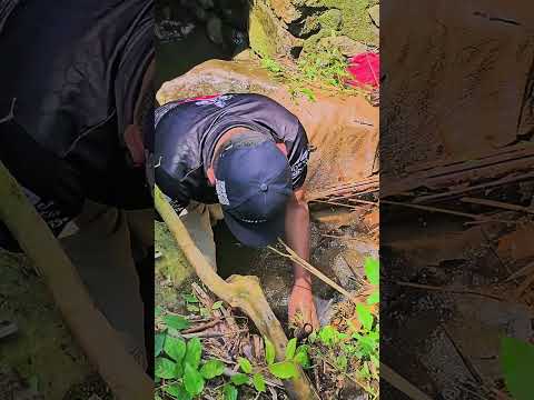 Una auténtica reliquia ubicada en Finca Guadalupe, El Asintal Retalhuleu ❤️🎬