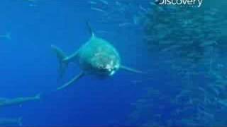 Great White Shark Surprises Diver