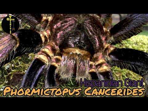 Sklípkavec haitský (Phormictopus cancerides) — terárium, kŕmenie a správanie