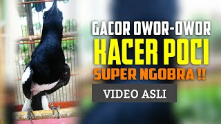 Download lagu Kacer Gacor NGOBRA NAGEN Buka Ekor EMOSI KACER TARUNG mp3
